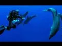 🤿 Scuba Diving Trip – Hurghada scuba-diving-trip-hurghada/Screenshot_2025-07-09-02-02-52-732_com_miui_gallery.jpg