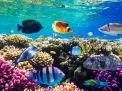 🤿 Snorkeling Adventure Trip – Hurghada snorkeling-adventure-trip-hurghada/Screenshot_2025-07-09-02-01-16-502_com_miui_gallery.jpg