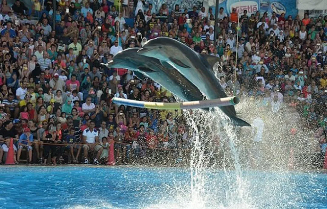 ⏰🐬 Dolphin Show – Tour Duration -dolphin-show-tour-duration/IMG-20260704-WA0066.jpg