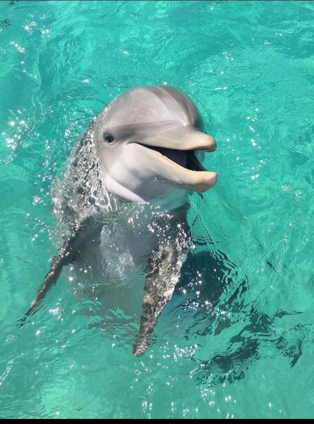 ⏰🐬 Dolphin Show – Tour Duration -dolphin-show-tour-duration/IMG-20260704-WA0067.jpg