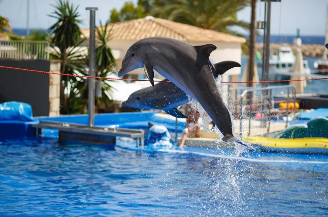 ⏰🐬 Dolphin Show – Tour Duration -dolphin-show-tour-duration/IMG-20260704-WA0068.jpg