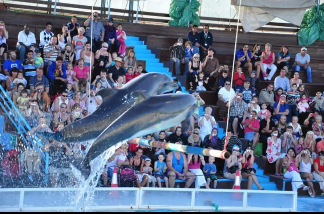 ⏰🐬 Dolphin Show – Tour Duration -dolphin-show-tour-duration/IMG-20260704-WA0070.jpg