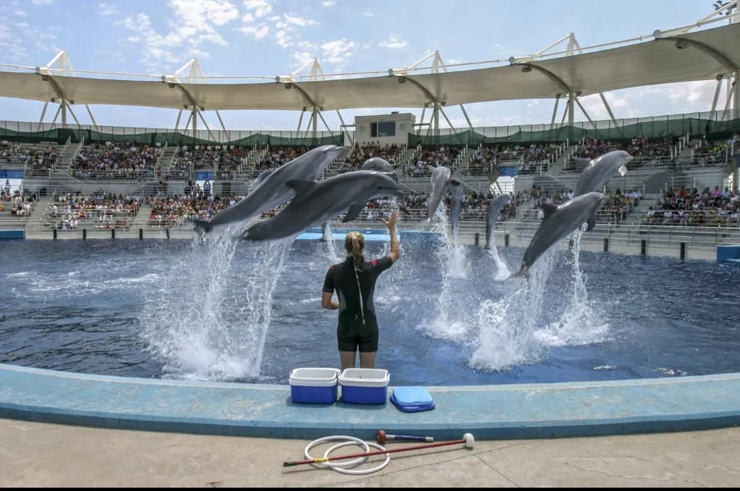 ⏰🐬 Dolphin Show – Tour Duration -dolphin-show-tour-duration/IMG-20260704-WA0074.jpg