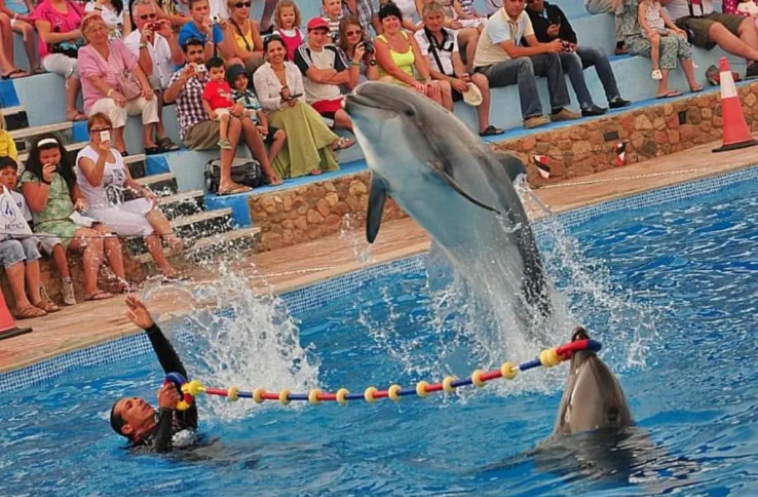 ⏰🐬 Dolphin Show – Tour Duration -dolphin-show-tour-duration/IMG-20260704-WA0076.jpg