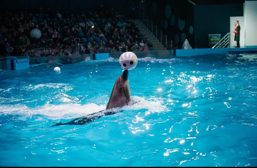 ⏰🐬 Dolphin Show – Tour Duration -dolphin-show-tour-duration/IMG-20260704-WA0078.jpg