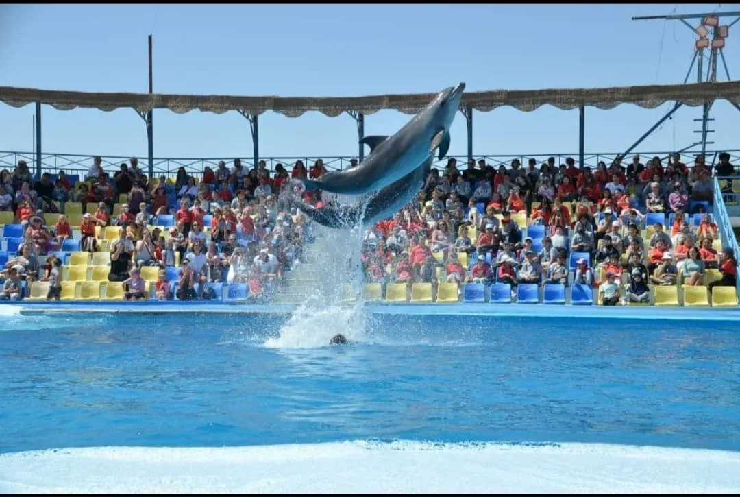 ⏰🐬 Dolphin Show – Tour Duration -dolphin-show-tour-duration/IMG-20260704-WA0079.jpg