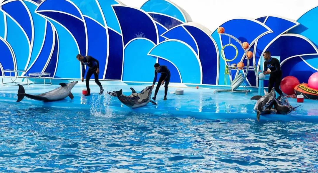 ⏰🐬 Dolphin Show – Tour Duration -dolphin-show-tour-duration/IMG-20260704-WA0081.jpg