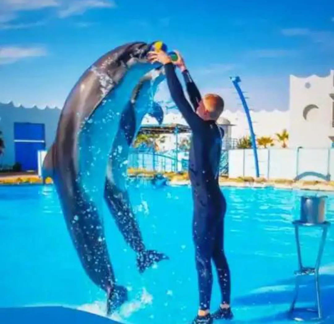 ⏰🐬 Dolphin Show – Tour Duration -dolphin-show-tour-duration/IMG-20260704-WA0083.jpg