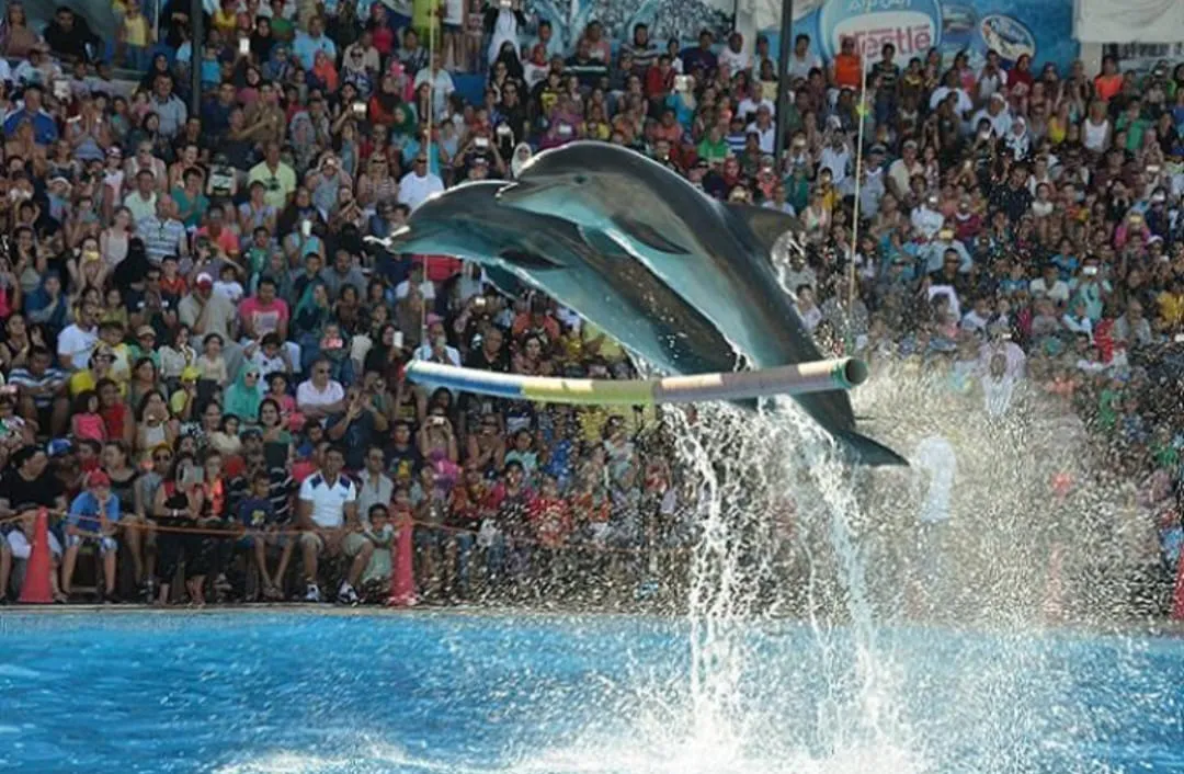 ⏰🐬 Dolphin Show – Tour Duration -dolphin-show-tour-duration/IMG-20260704-WA0084.jpg