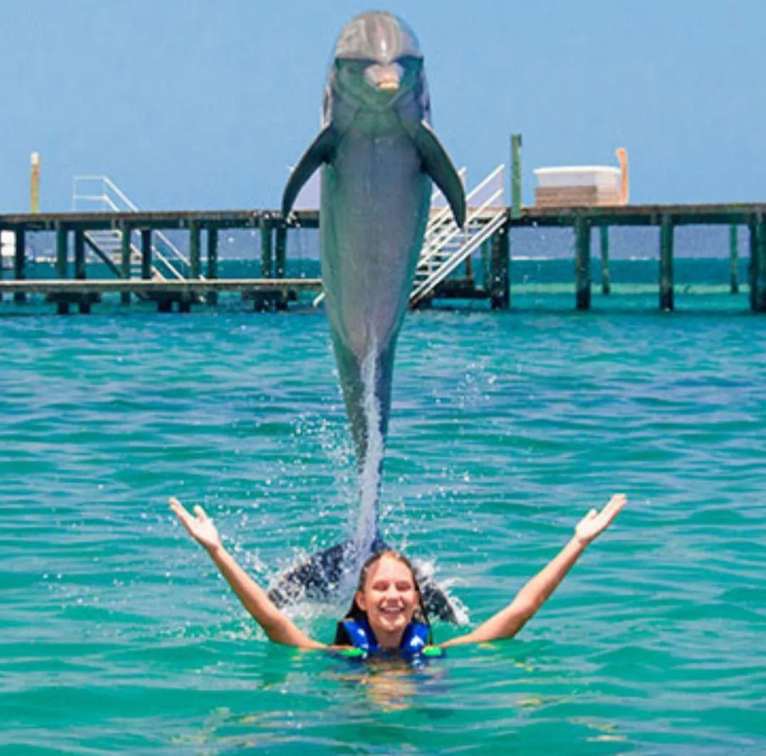 🐬🏊 Dolphin Swimming Experience -dolphin-swimming-experience/IMG-20260704-WA0086.jpg