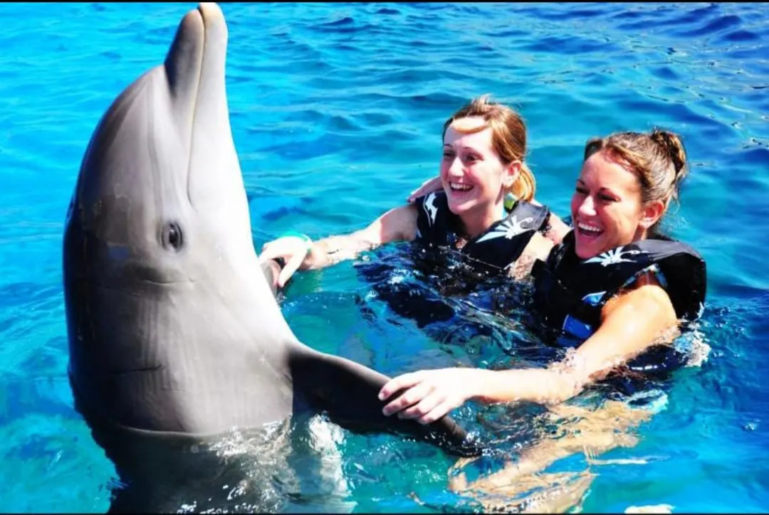 🐬🏊 Dolphin Swimming Experience -dolphin-swimming-experience/IMG-20260704-WA0087.jpg