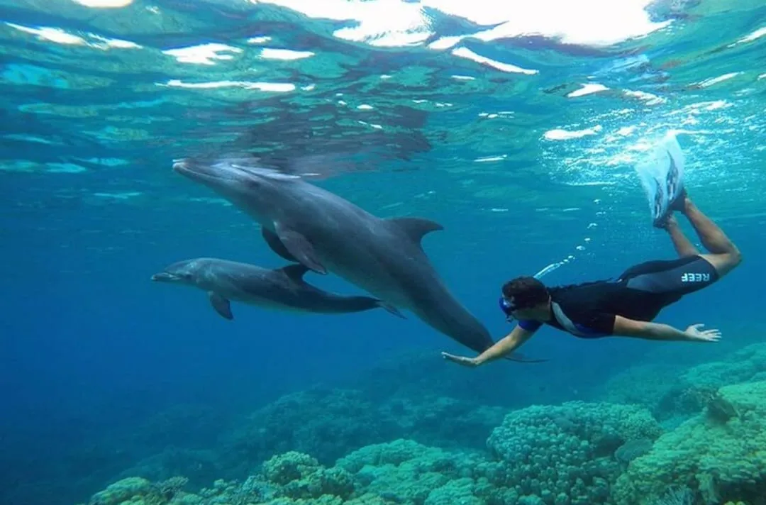 🐬🏊 Dolphin Swimming Experience -dolphin-swimming-experience/IMG-20260704-WA0089.jpg