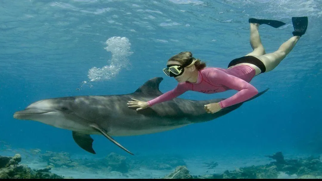 🐬🏊 Dolphin Swimming Experience -dolphin-swimming-experience/IMG-20260704-WA0090.jpg