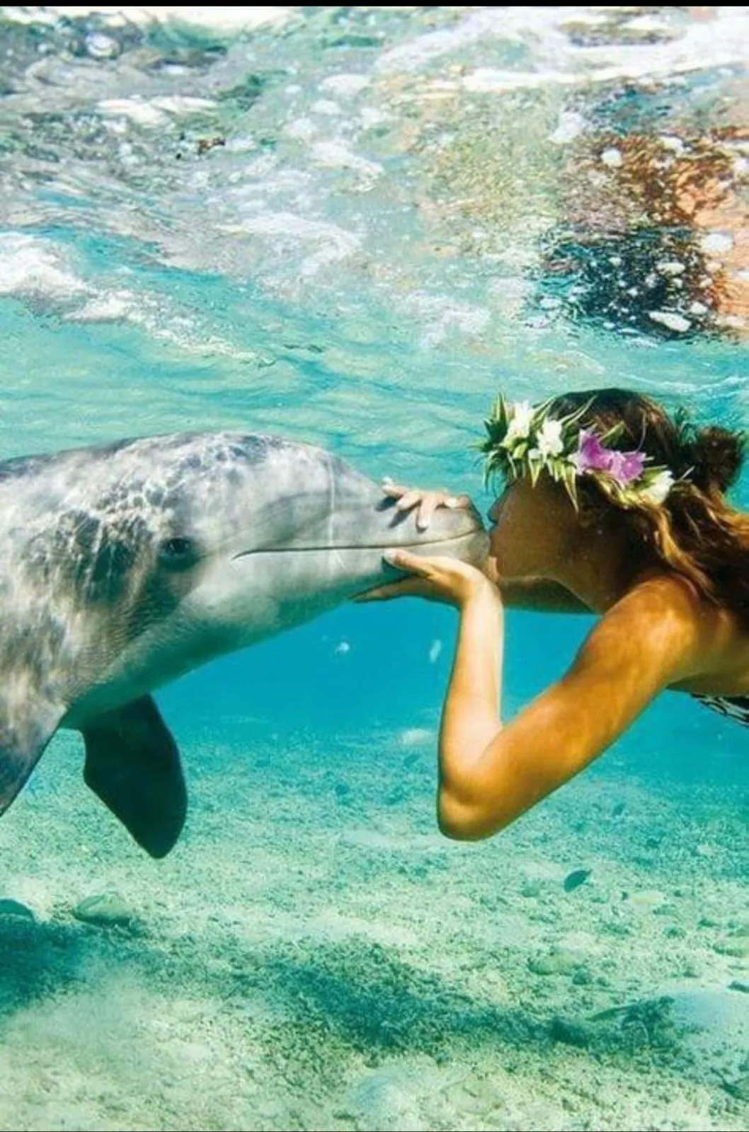 🐬🏊 Dolphin Swimming Experience -dolphin-swimming-experience/IMG-20260704-WA0091.jpg