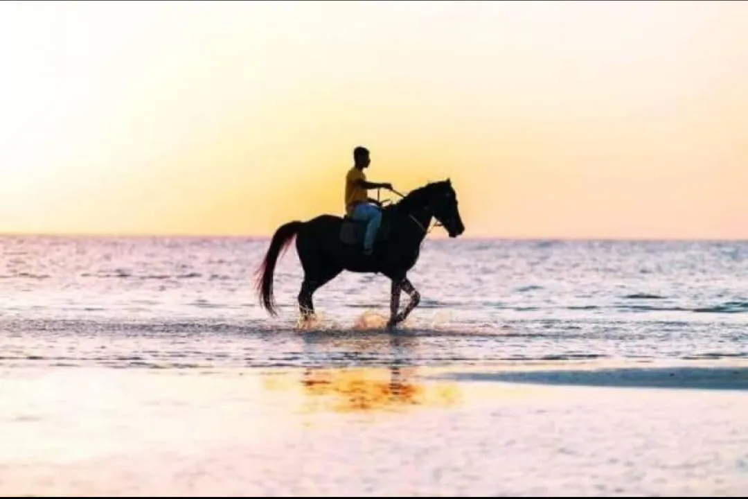 🐎✨ Horse Riding Adventure