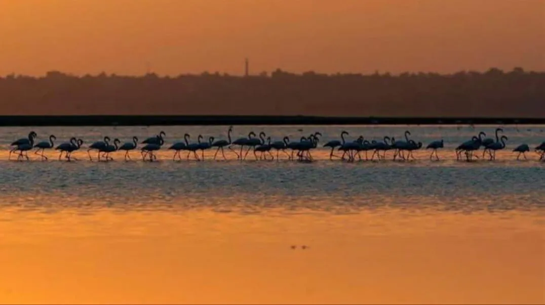 🌿🏜️ Fayoum Safari Adventure | Full-Day Desert Escape -fayoum-safari-adventure-full-day-desert-escape/IMG-20260705-WA0056.jpg