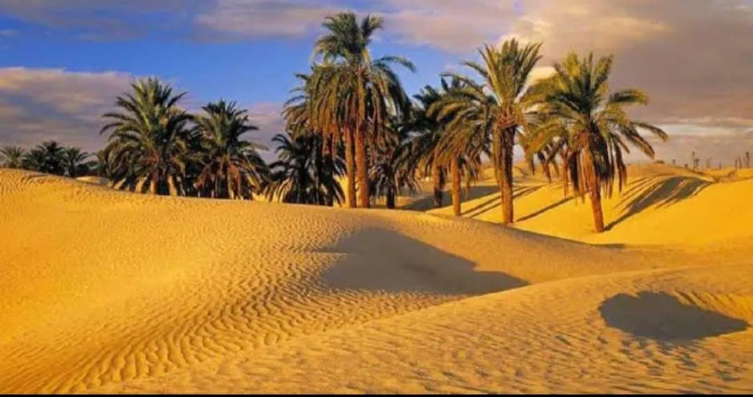 🌿🏜️ Fayoum Safari Adventure | Full-Day Desert Escape -fayoum-safari-adventure-full-day-desert-escape/IMG-20260705-WA0058.jpg