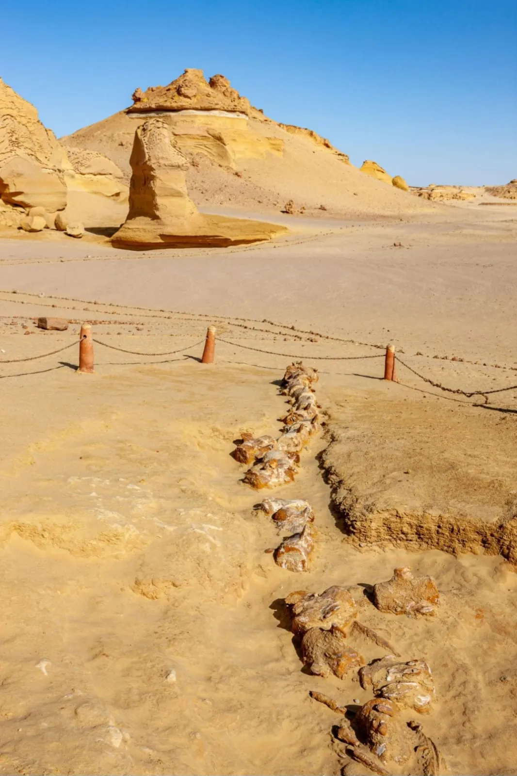 🌿🏜️ Fayoum Safari Adventure | Full-Day Desert Escape -fayoum-safari-adventure-full-day-desert-escape/IMG-20260705-WA0067.jpg