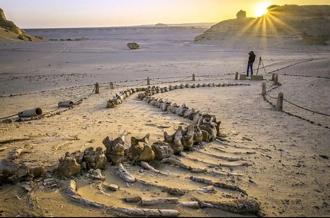 🌿🏜️ Fayoum Safari Adventure | Full-Day Desert Escape -fayoum-safari-adventure-full-day-desert-escape/IMG-20260705-WA0073.jpg