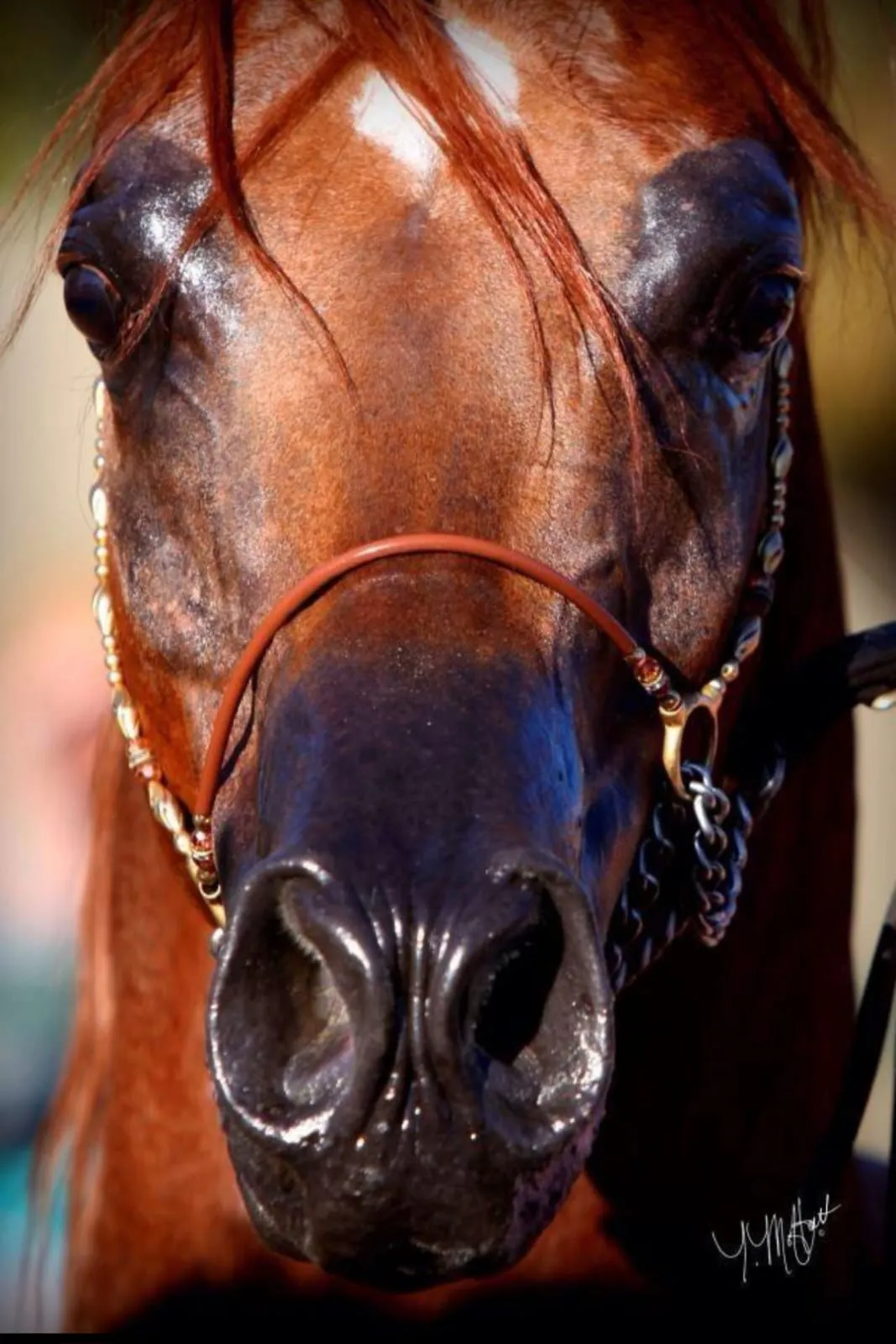 🐎✨ Horse Riding Adventure -horse-riding-adventure/IMG-20260704-WA0093.jpg