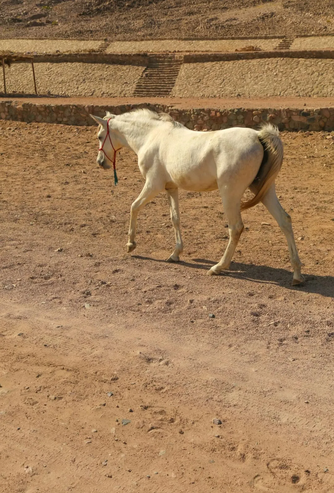 🐎✨ Horse Riding Adventure -horse-riding-adventure/IMG-20260704-WA0094.jpg