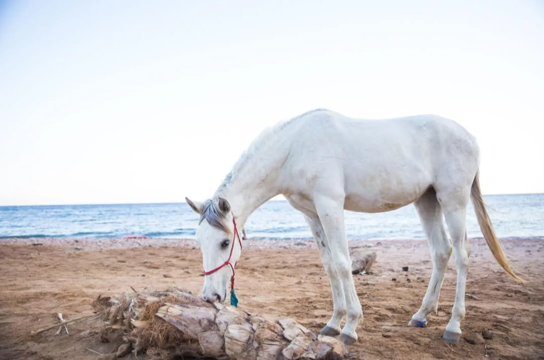 🐎✨ Horse Riding Adventure -horse-riding-adventure/IMG-20260704-WA0101.jpg