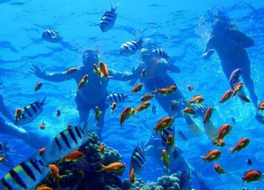 🌊🇪🇬 Ras Mohammed National Park by Bus – Sharm El Sheikh -ras-mohammed-national-park-by-bus-sharm-el-sheikh/IMG-20260704-WA0122.jpg