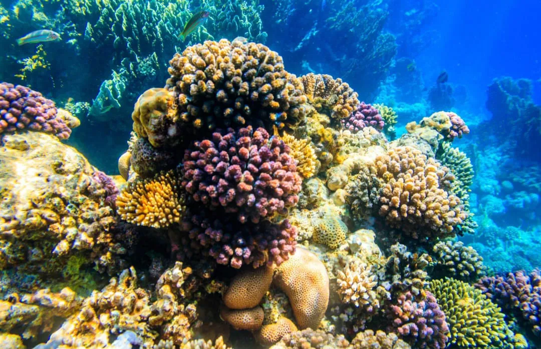 🌊🇪🇬 Ras Mohammed National Park by Bus – Sharm El Sheikh -ras-mohammed-national-park-by-bus-sharm-el-sheikh/IMG-20260704-WA0127.jpg
