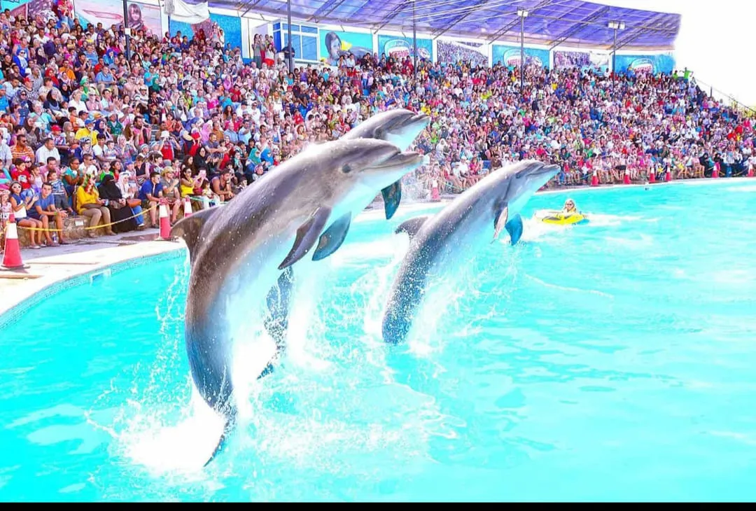 ⏰🐬 Dolphin Show – Tour Duration