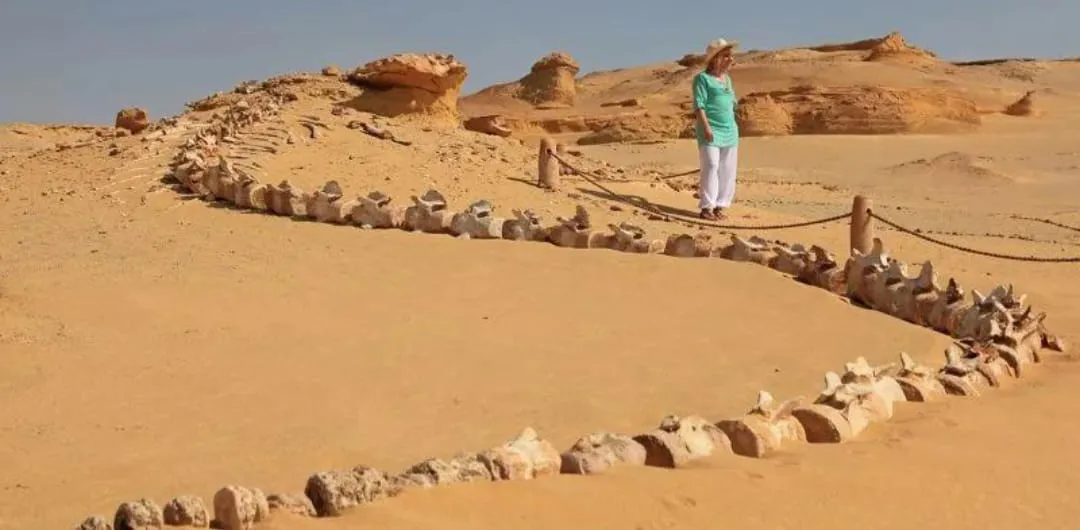 🐋🏜️ Wadi El Hitan (Valley of the Whales) | Full-Day UNESCO Adventure -wadi-el-hitan-valley-of-the-whales-full-day-unesco-adventure/IMG-20260705-WA0099.jpg
