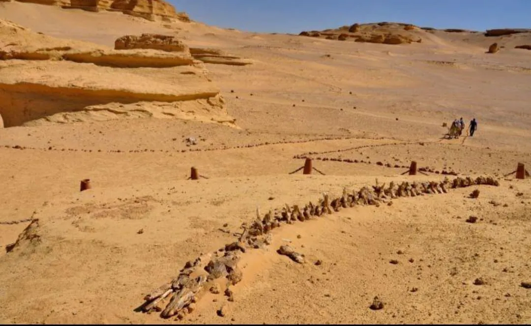 🐋🏜️ Wadi El Hitan (Valley of the Whales) | Full-Day UNESCO Adventure -wadi-el-hitan-valley-of-the-whales-full-day-unesco-adventure/IMG-20260705-WA0101.jpg