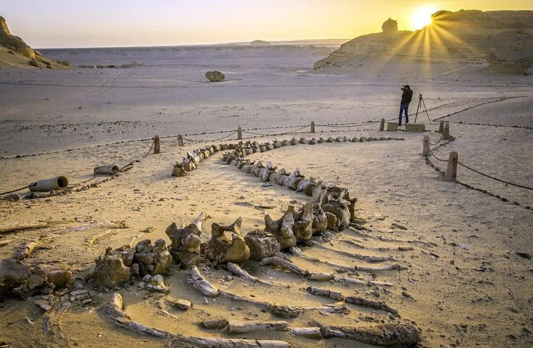 🐋🏜️ Wadi El Hitan (Valley of the Whales) | Full-Day UNESCO Adventure -wadi-el-hitan-valley-of-the-whales-full-day-unesco-adventure/IMG-20260705-WA0103.jpg