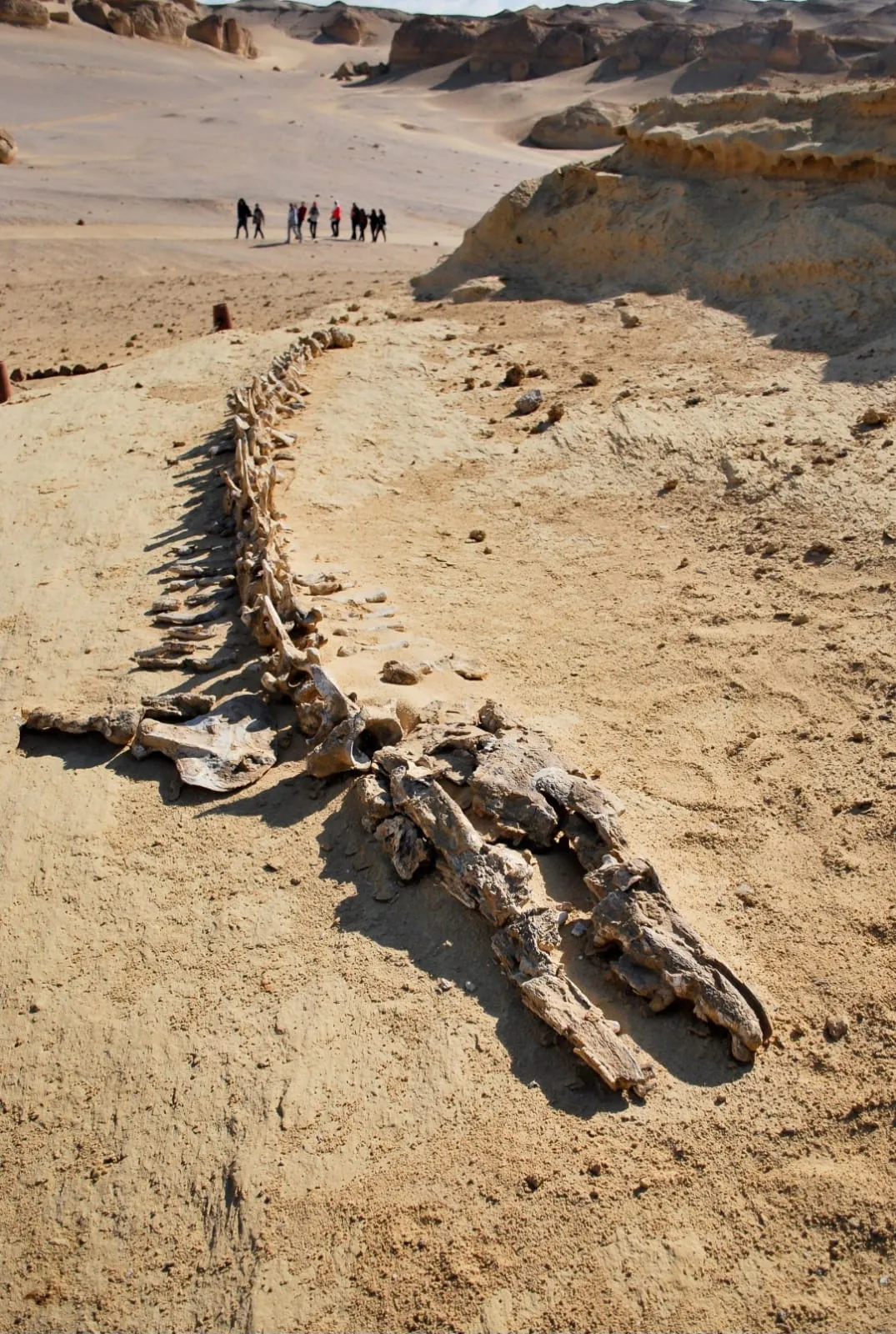 🐋🏜️ Wadi El Hitan (Valley of the Whales) | Full-Day UNESCO Adventure -wadi-el-hitan-valley-of-the-whales-full-day-unesco-adventure/IMG-20260705-WA0104.jpg