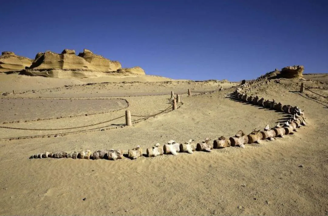 🐋🏜️ Wadi El Hitan (Valley of the Whales) | Full-Day UNESCO Adventure -wadi-el-hitan-valley-of-the-whales-full-day-unesco-adventure/IMG-20260705-WA0105.jpg
