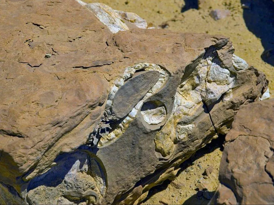 🐋🏜️ Wadi El Hitan (Valley of the Whales) | Full-Day UNESCO Adventure -wadi-el-hitan-valley-of-the-whales-full-day-unesco-adventure/IMG-20260705-WA0106.jpg