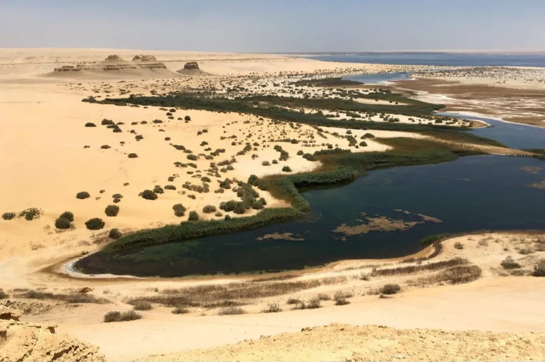 🐋🏜️ Wadi El Hitan (Valley of the Whales) | Full-Day UNESCO Adventure -wadi-el-hitan-valley-of-the-whales-full-day-unesco-adventure/IMG-20260705-WA0115.jpg