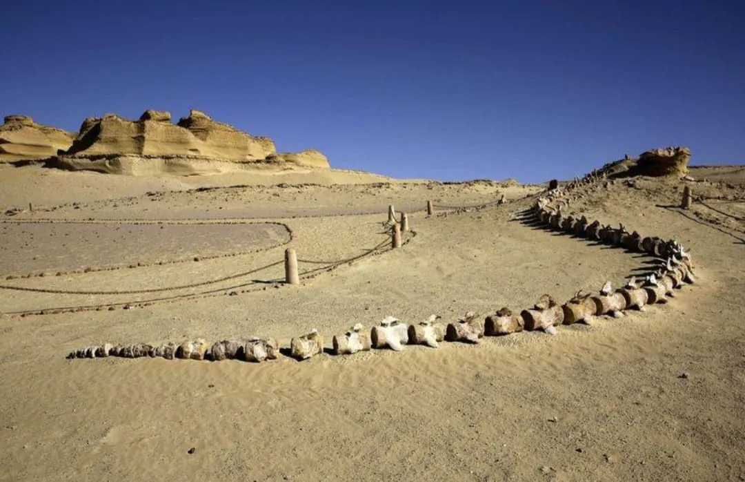 🐋🏜️ Wadi El Hitan (Valley of the Whales) | Full-Day UNESCO Adventure -wadi-el-hitan-valley-of-the-whales-full-day-unesco-adventure/IMG-20260705-WA0116.jpg