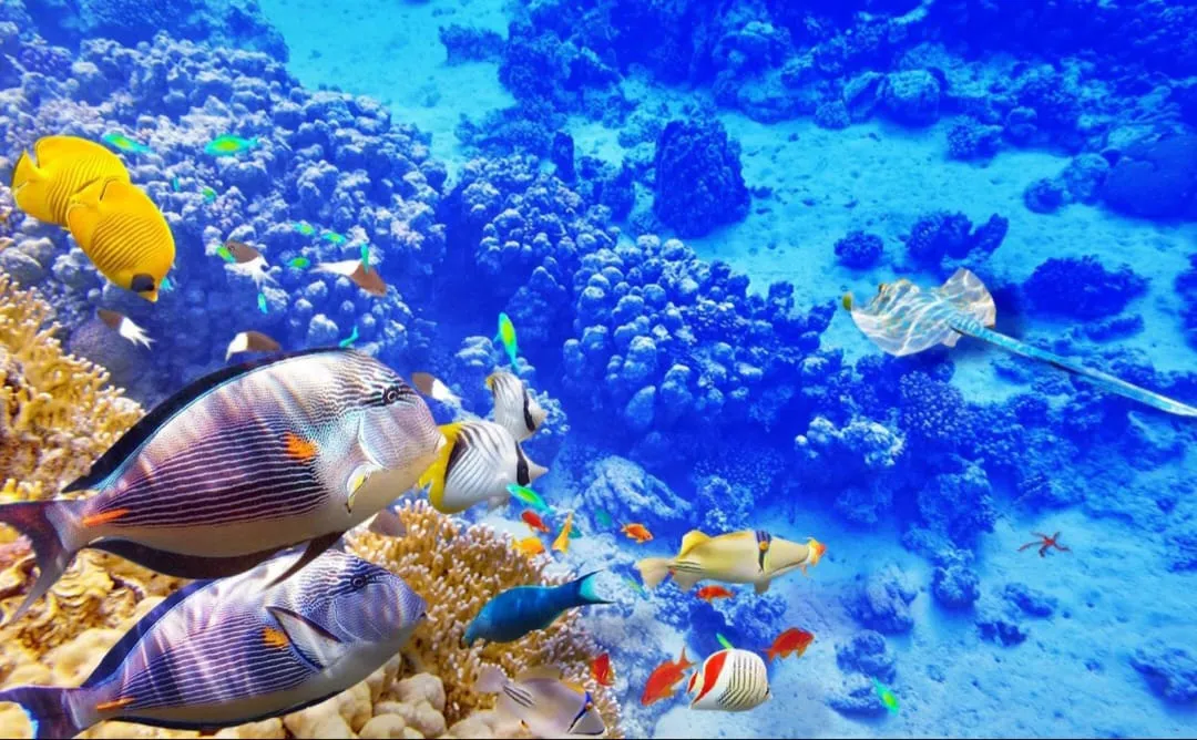 🤍🏝️ White Island Boat Trip – Sharm El Sheikh -white-island-boat-trip-sharm-el-sheikh/IMG-20260704-WA0140.jpg