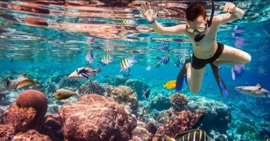 🤍🏝️ White Island Boat Trip – Sharm El Sheikh -white-island-boat-trip-sharm-el-sheikh/IMG-20260704-WA0145.jpg