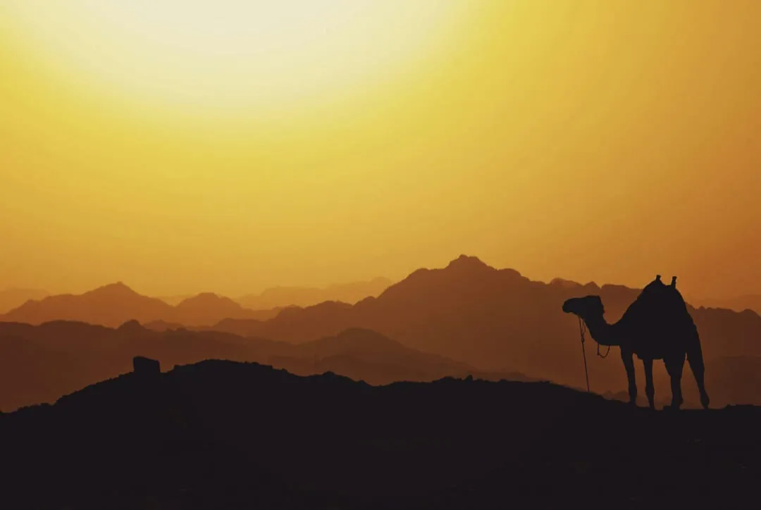 🏜️ Desert Safari Adventure – Sharm El Sheikh ATV • Bedouin Village • Sunset Experience A-Thrilling-Adventure-in-the-Sinai-Desert/IMG-20260703-WA0164.jpg
