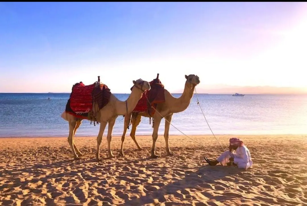 🐪✨ Camel Riding Experience in El Gouna 🌅🏜️ Camel-riding/Screenshot_٢٠٢٦٠٧٠٢_١٦٣٠١١_ChatGPT.jpg