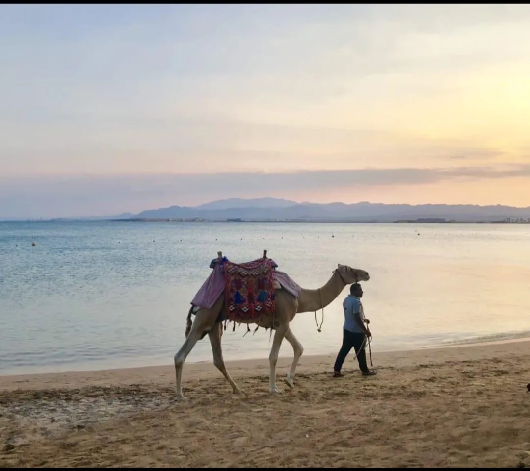 🐪✨ Camel Riding Experience in El Gouna 🌅🏜️ Camel-riding/Screenshot_٢٠٢٦٠٧٠٢_١٦٣٠١٤_ChatGPT.jpg
