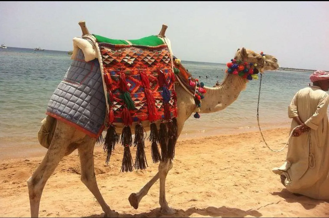 🐪✨ Camel Riding Experience in El Gouna 🌅🏜️ Camel-riding/Screenshot_٢٠٢٦٠٧٠٢_١٦٣٠٢٠_ChatGPT.jpg