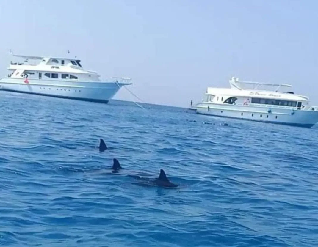 🐠🤿 Shaab Samadai (Dolphin House) Snorkeling Trip – Marsa Alam 🐬🌊 Dolphin-house/IMG-20260702-WA0208.jpg