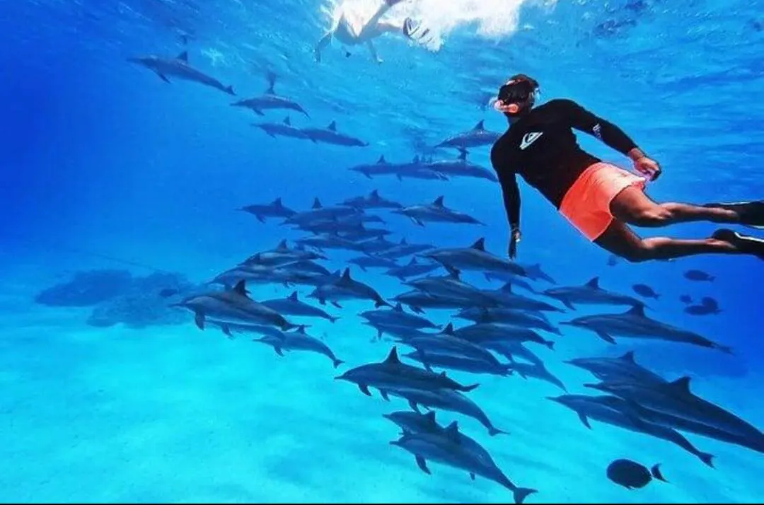 🐠🤿 Shaab Samadai (Dolphin House) Snorkeling Trip – Marsa Alam 🐬🌊 Dolphin-house/IMG-20260702-WA0210.jpg
