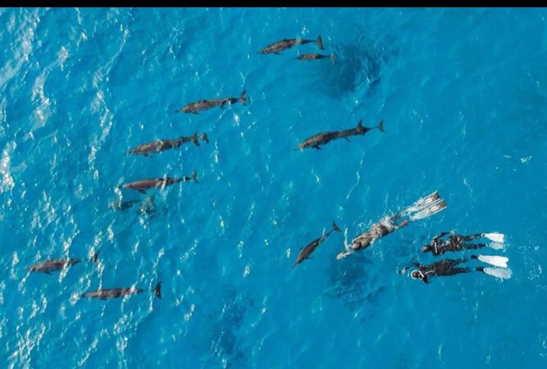 🐠🤿 Shaab Samadai (Dolphin House) Snorkeling Trip – Marsa Alam 🐬🌊 Dolphin-house/IMG-20260702-WA0211.jpg