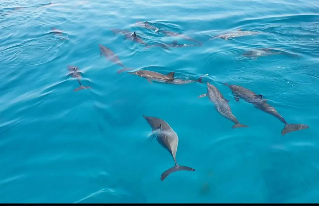 🐠🤿 Shaab Samadai (Dolphin House) Snorkeling Trip – Marsa Alam 🐬🌊 Dolphin-house/IMG-20260702-WA0213.jpg