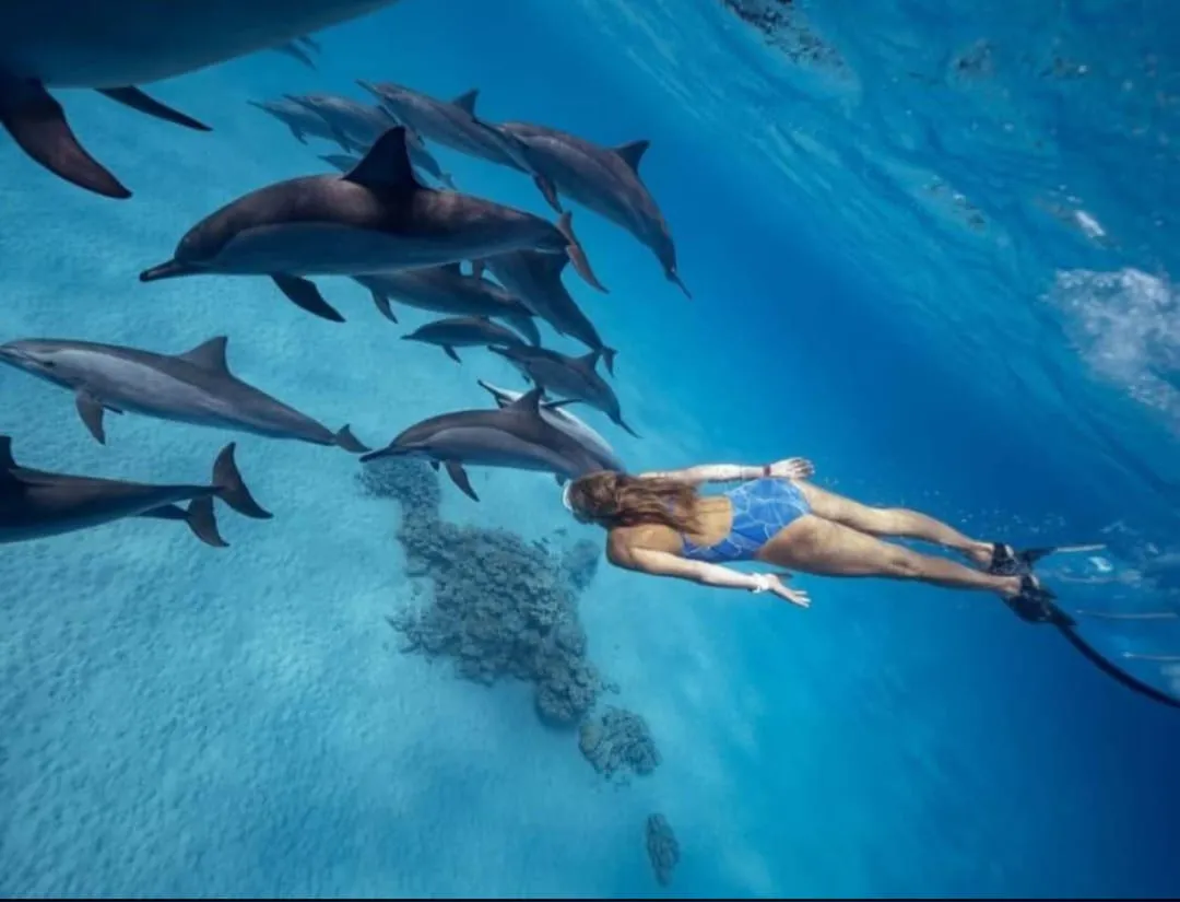 🐠🤿 Shaab Samadai (Dolphin House) Snorkeling Trip – Marsa Alam 🐬🌊 Dolphin-house/IMG-20260702-WA0214.jpg