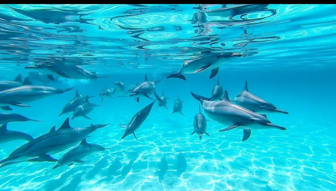 🐠🤿 Shaab Samadai (Dolphin House) Snorkeling Trip – Marsa Alam 🐬🌊 Dolphin-house/IMG-20260702-WA0216.jpg