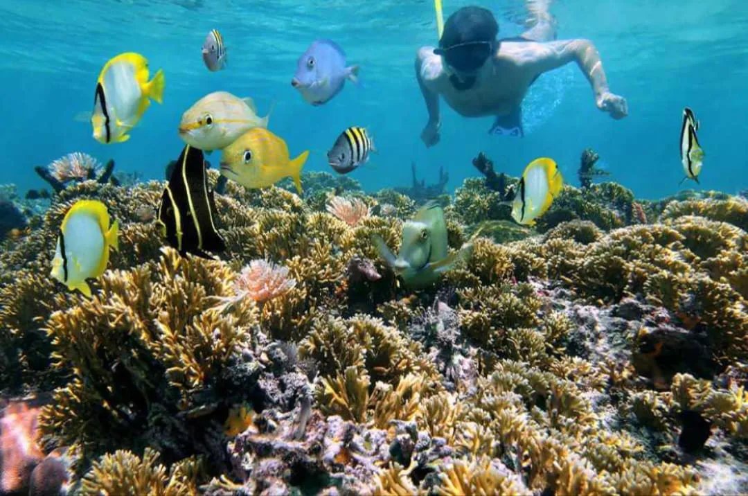 🐠🤿 Shaab Samadai (Dolphin House) Snorkeling Trip – Marsa Alam 🐬🌊 Dolphin-house/IMG-20260702-WA0219.jpg